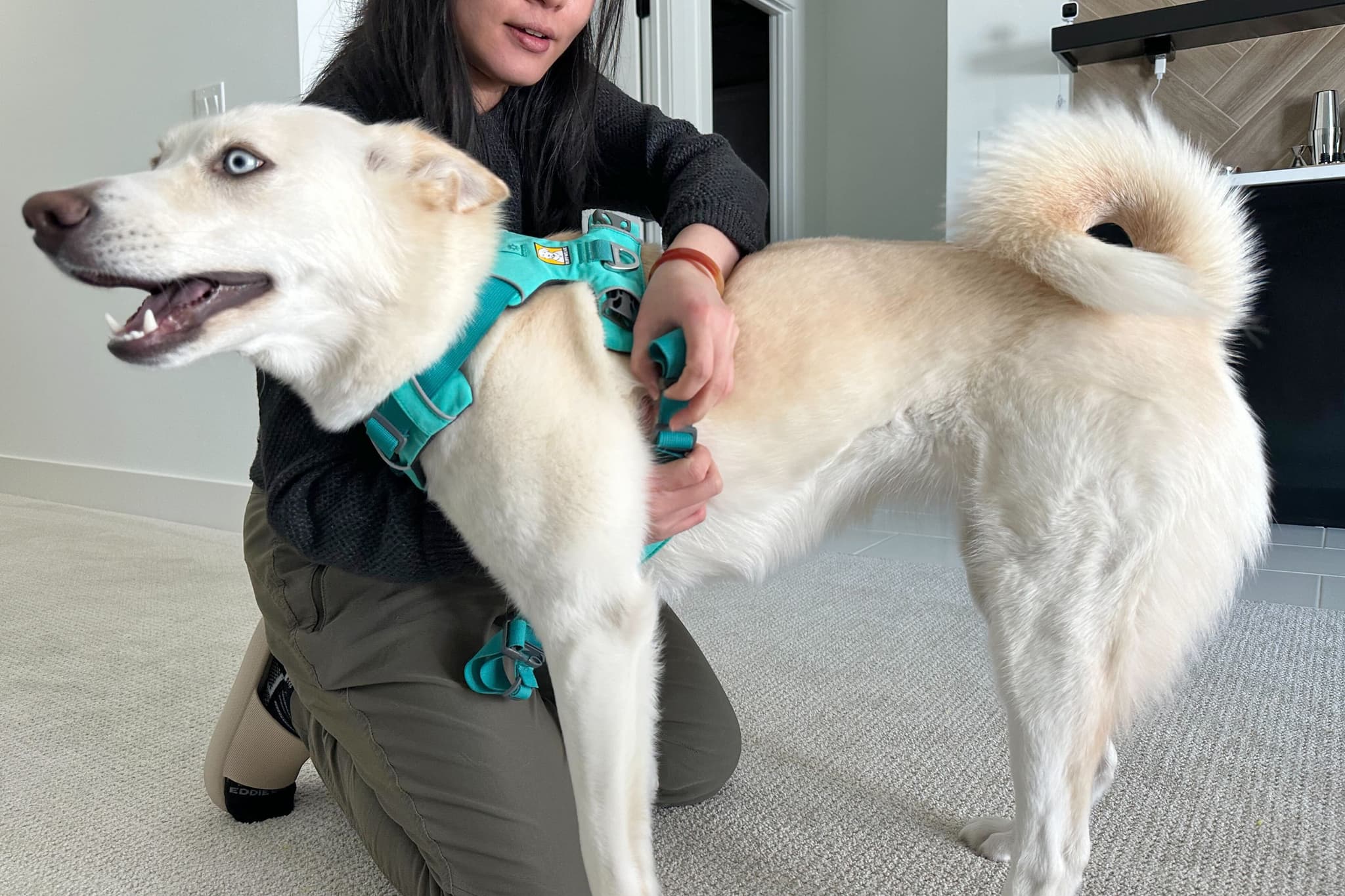 Durable Dog Harness Supplier for Safety and Comfort
